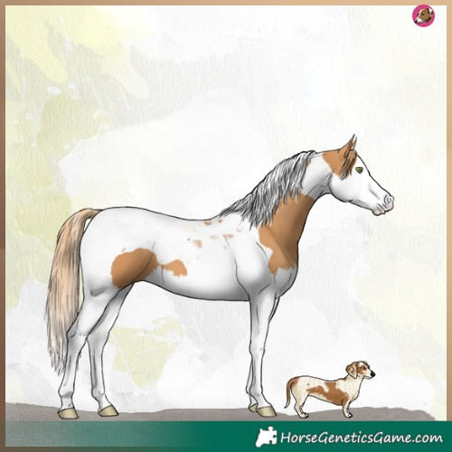 Horse Color:Chestnut Splash Tobiano 