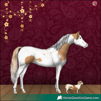 Horse Color:Chestnut Splash Tobiano 