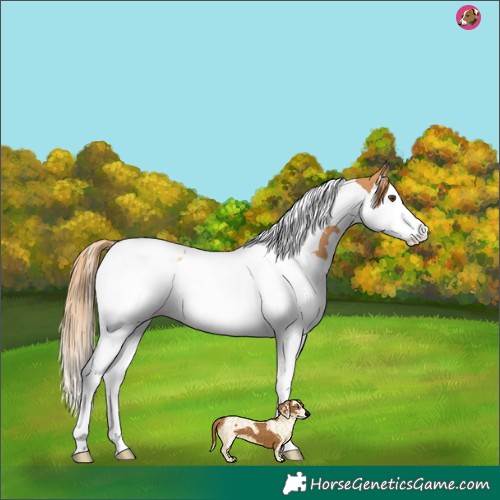 Horse Color:Chestnut Splash Tobiano 