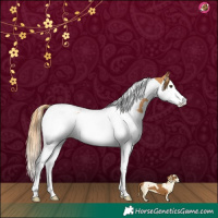Horse Color:Chestnut Splash Tobiano