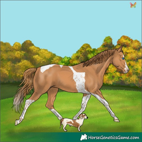 Horse Color:Chestnut Splash Tobiano