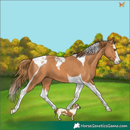 Horse Color:Chestnut Splash Tobiano