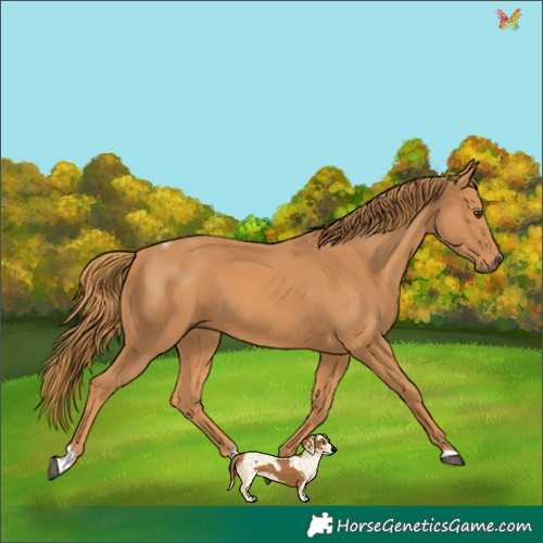 Horse Color:Chestnut Tobiano 