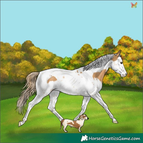 Horse Color:Chestnut Splash Tobiano 