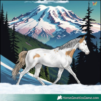 Horse Color:Chestnut Splash Tobiano 