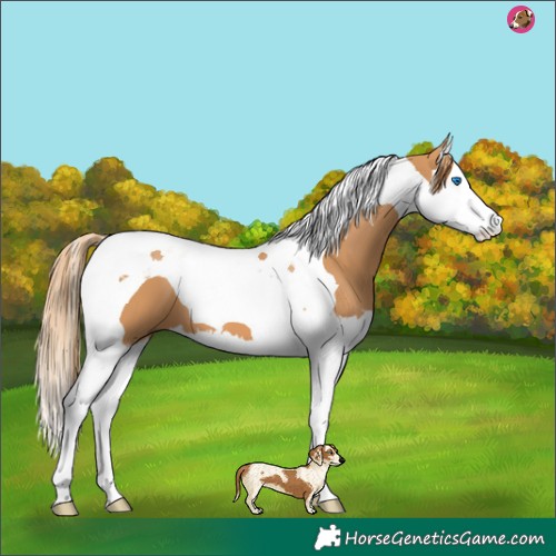 Horse Color:Chestnut Splash Tobiano 