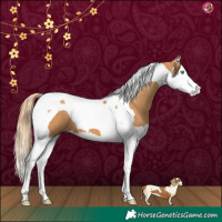 Horse Color:Chestnut Splash Tobiano