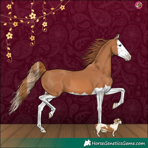 Horse Color:Chestnut Splash 