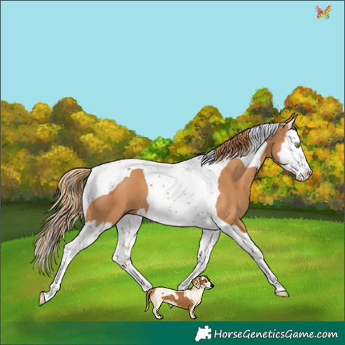 Horse Color:Chestnut Splash Tobiano 
