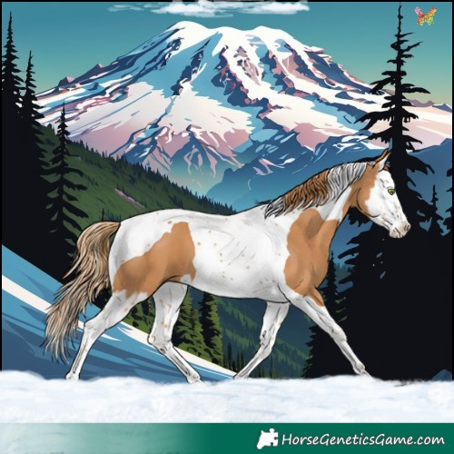 Horse Color:Chestnut Splash Tobiano
