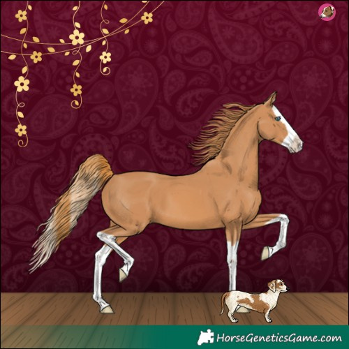 Horse Color:Chestnut Splash 