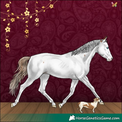 Horse Color:Chestnut Splash Tobiano 