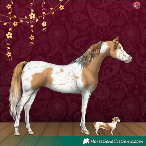 Horse Color:Chestnut Splash Tobiano Frame 