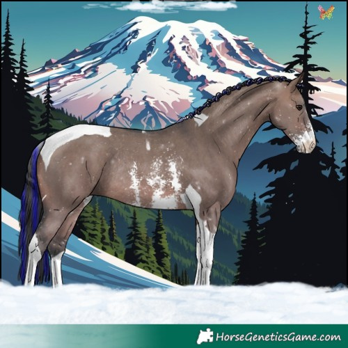 Horse Color:Painted Brown Dun Sabino Tobiano Rabicano 