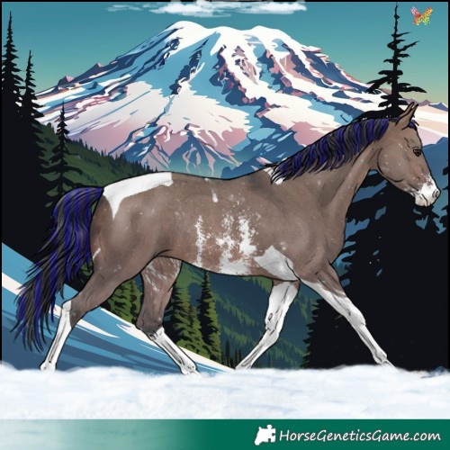 Horse Color:Painted Brown Dun Sabino Tobiano Rabicano 