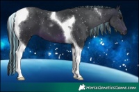 Horse Color:Painted Brown Tobiano 