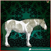 Horse Color:Painted Grullo Sabino Tobiano Rabicano