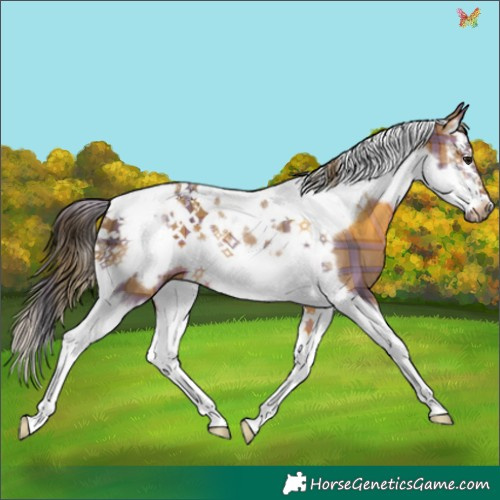 Horse Color:Plaid  Brown Splash Tobiano Frame 