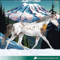 Horse Color:Plaid  Brown Splash Tobiano Frame 