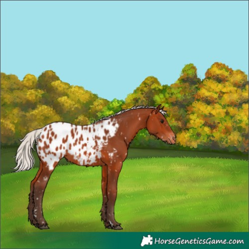 Horse Color:Silver Bay Appaloosa 