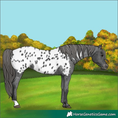 Horse Color:Black Appaloosa Rabicano 