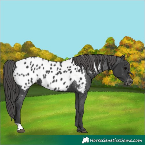 Horse Color:Black Appaloosa Rabicano 