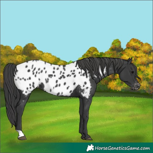 Horse Color:Black Appaloosa Rabicano 