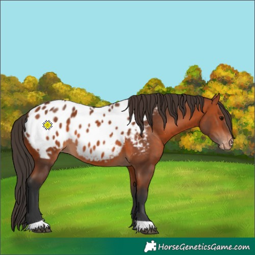 Horse Color:Bay Appaloosa