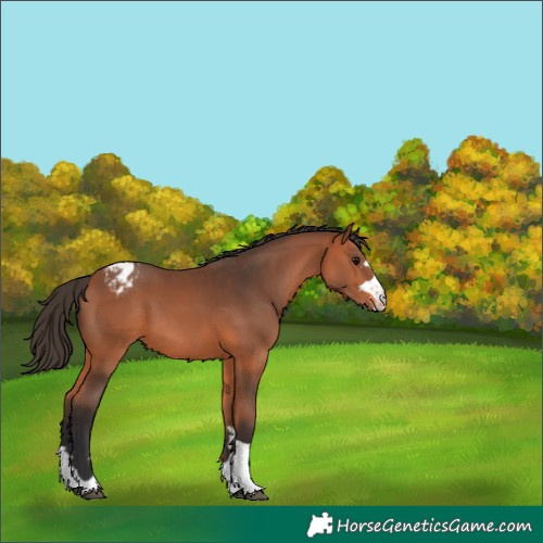 Horse Color:Bay Varnish