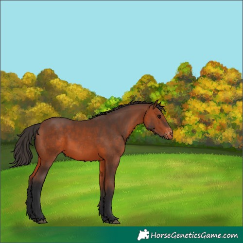 Horse Color:Bay Varnish
