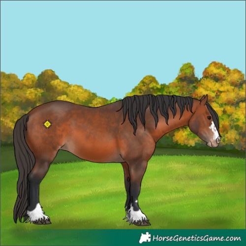Horse Color:Bay Varnish