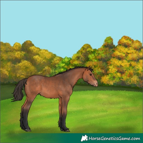 Horse Color:Bay Appaloosa 