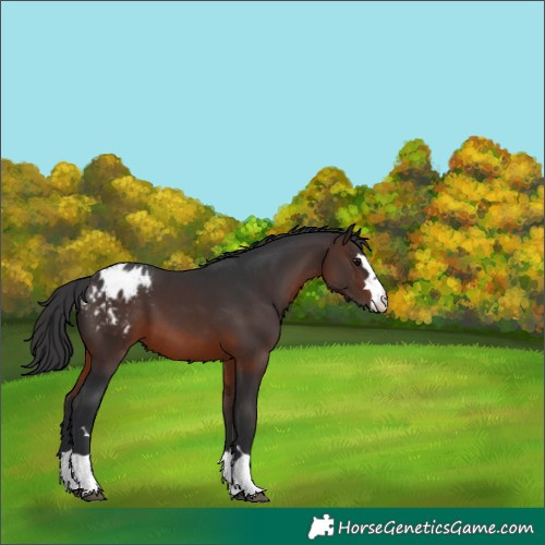 Horse Color:Brown Blanket 