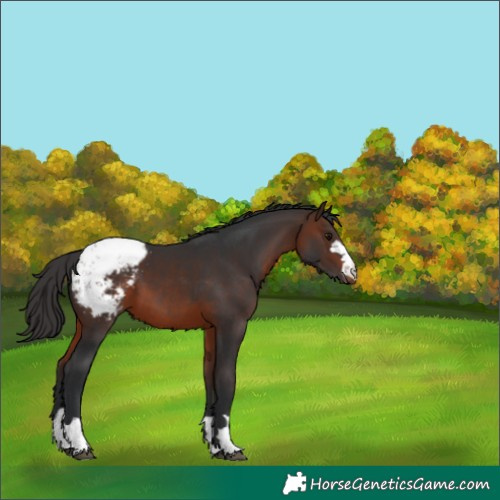 Horse Color:Brown Snowcap 