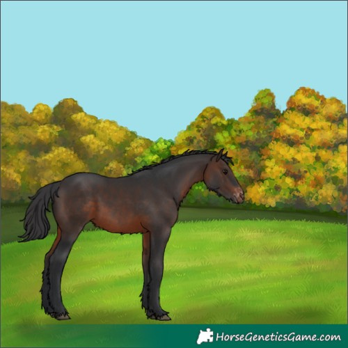 Horse Color:Brown Appaloosa