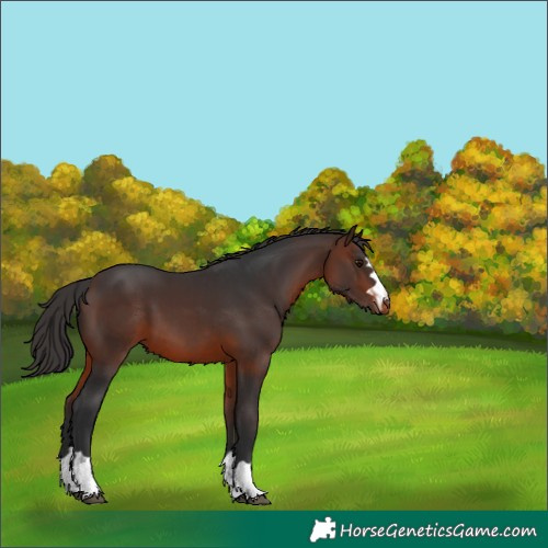 Horse Color:Brown Appaloosa