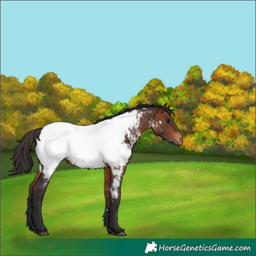 Horse Color:Bay Near Fewspot 