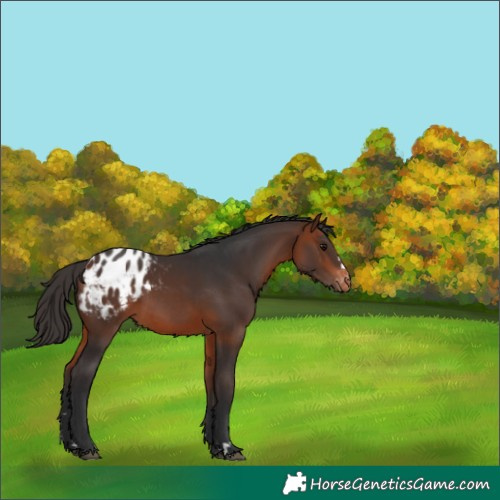 Horse Color:Bay Appaloosa 