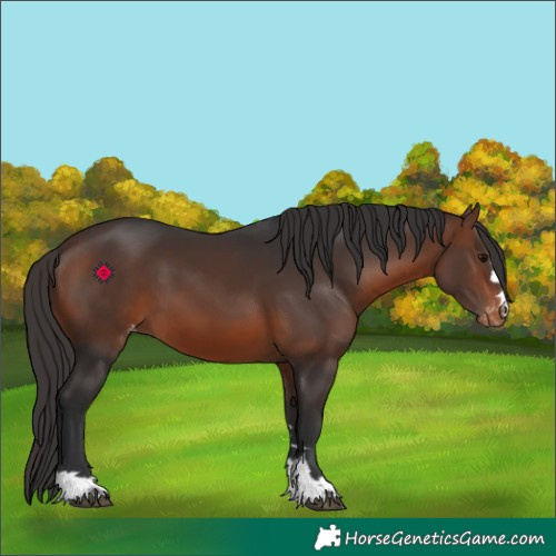 Horse Color:Brown Appaloosa 
