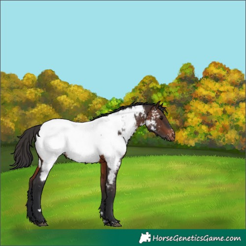 Horse Color:Brown Near Fewspot