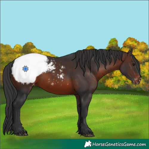 Horse Color:Brown Snowcap 