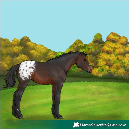 Horse Color:Brown Appaloosa