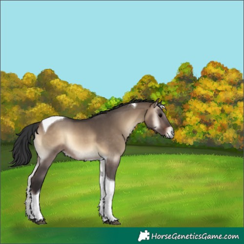 Horse Color:Brown Onyx Tobiano 