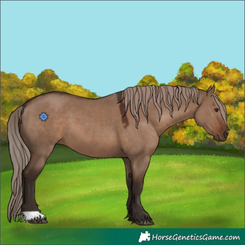 Horse Color:Liver Red Dun 