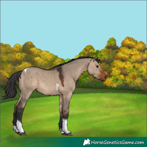 Horse Color:Bay Dun Tobiano