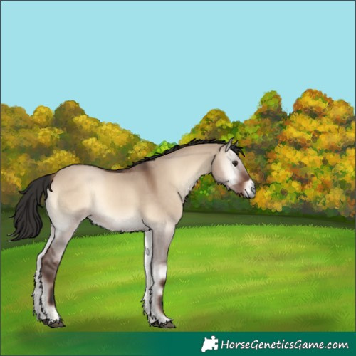 Horse Color:Liver Red Dun Onyx 