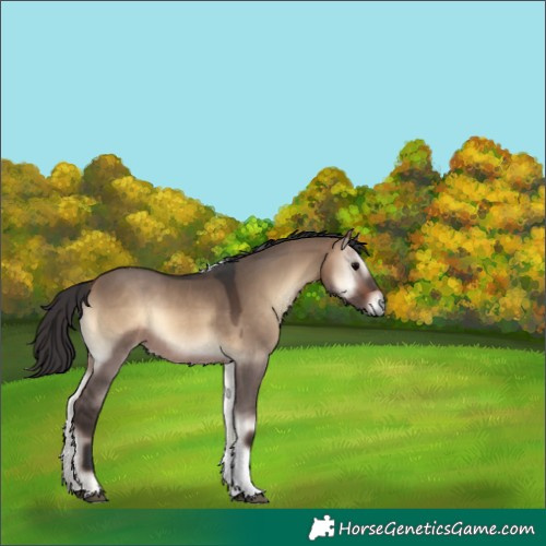 Horse Color:Bay Onyx Tobiano