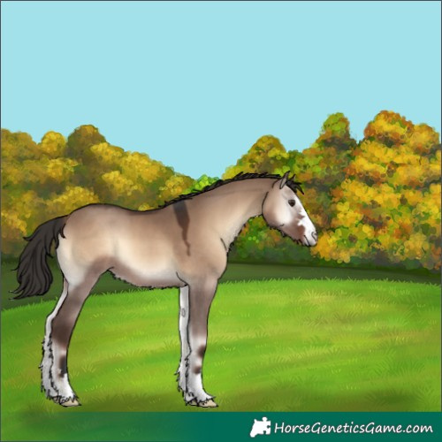 Horse Color:Liver Red Dun Onyx 