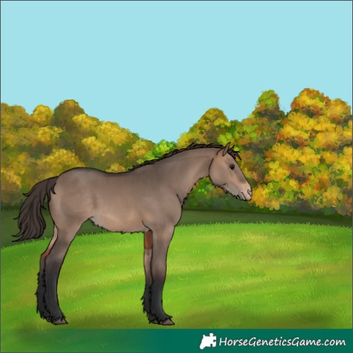 Horse Color:Brown Dun Appaloosa