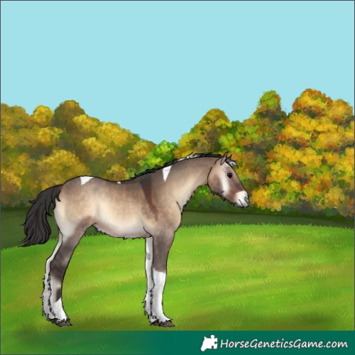 Horse Color:Bay Onyx Tobiano Rabicano 